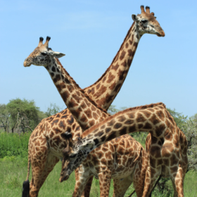 Primary competition visual