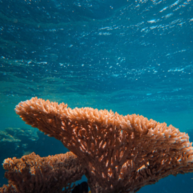 Primary competition visual