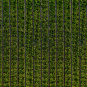 Primary competition visual