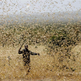 Primary competition visual