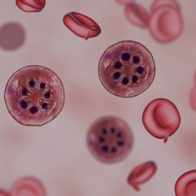 Primary competition visual