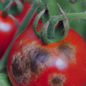 Primary competition visual