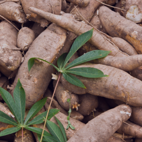 Primary competition visual