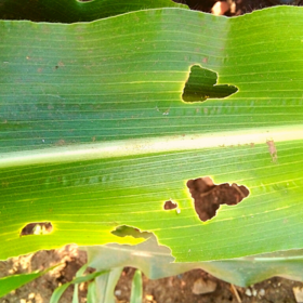 Primary competition visual