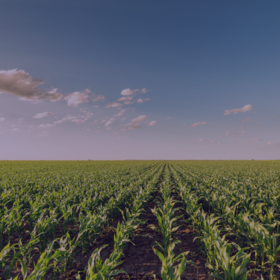 Primary competition visual