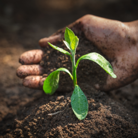 Primary competition visual