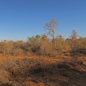 Primary competition visual