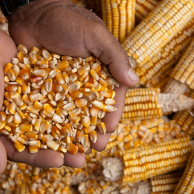 Primary competition visual