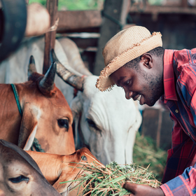 Primary competition visual