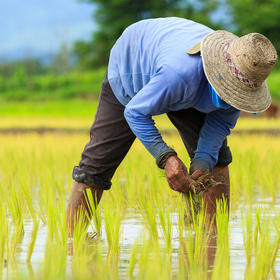 Primary competition visual