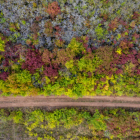 Primary competition visual